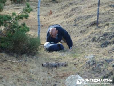 Pico Perdiguera, salvando obstaculos; cañada real segoviana